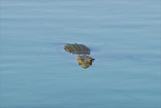 Crocodile swimming in river. Date : 2008