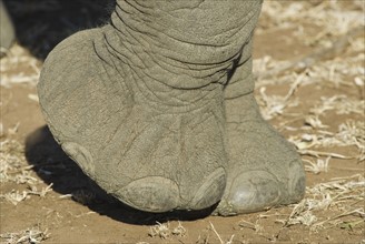 Close up of elephant foot. Date : 2008