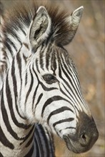 Portrait of zebra. Date : 2008