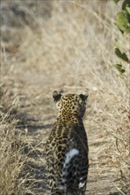 Leopard walking in grassy path. Date : 2008