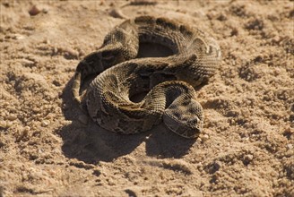 High angle view of coiled snake in sand. Date : 2008