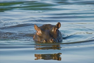 Hippopotamus swimming in river. Date : 2008