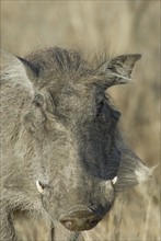 Close up of wild warthog. Date : 2008