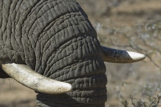 Close up of elephant trunk and tusk. Date : 2008