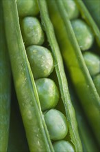 Close up peas in a pod.