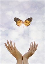 Hands releasing butterfly.