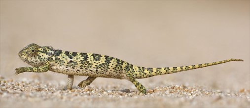 Side view of chameleon walking. Date : 2008