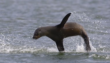 Seal jumping out of water. Date : 2008