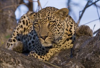 Leopard resting in tree. Date : 2008