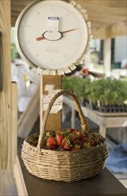 Basket of fresh strawberries on scale. Date : 2008