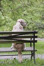 Dog sitting on park bench. Date : 2008