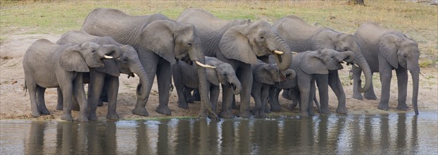 Elephants drinking water. Date : 2008