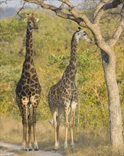 Giraffes standing under tree. Date : 2008