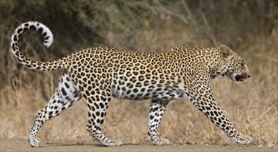 Leopard walking. Date : 2008