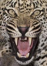 Close up of leopard growling. Date : 2008