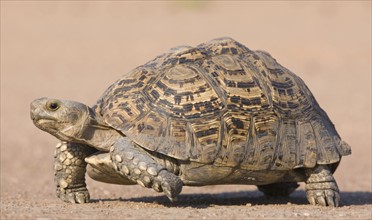 Tortoise walking in sand. Date : 2008