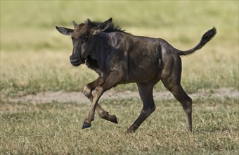 Wildebeest running in grass. Date : 2008