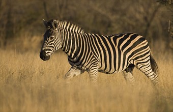 Zebra walking in grass. Date : 2008