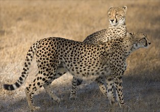 Cheetahs standing in field. Date : 2008