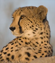Close up portrait of cheetah. Date : 2008