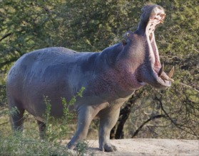 Hippopotamus yawning. Date : 2008