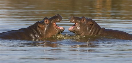 Hippopotami swimming in lake. Date : 2008