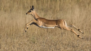 Impala jumping in grass. Date : 2008