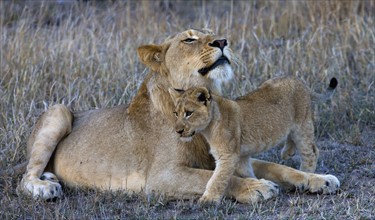 Female lion with cub. Date : 2008
