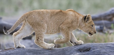 Lion cub walking on log. Date : 2008