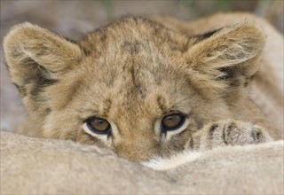 Close up of lion cub’s face. Date : 2008