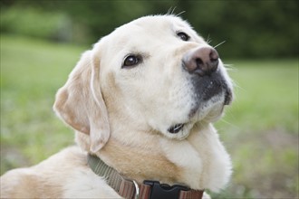 Close up portrait of dog. Date : 2008