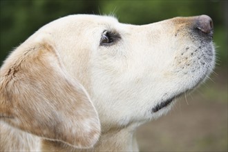 Close up portrait of dog. Date : 2008