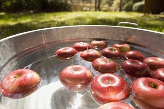 Apples in bucket of water. Date : 2008
