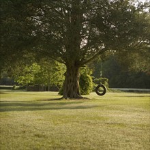 Tire swing hanging from tree. Date : 2008