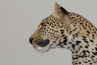 Close up of leopard. Date : 2008