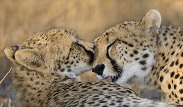 Cheetahs cleaning each other. Date : 2008