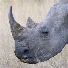 Close up of rhinoceros. Date : 2008