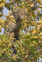 Leopard in tree. Date : 2008