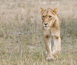 Female lion walking in field. Date : 2008