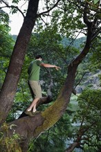 Man walking out on large tree branch. Date : 2008