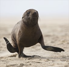 Seal running on beach. Date : 2008