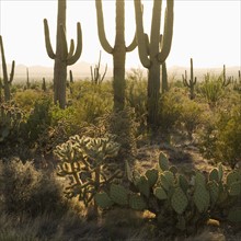 Cactus and desert plants, Saguaro National Park, Arizona.