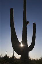 Sun shining behind cactus plant, Saguaro National Park, Arizona.