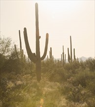 Cactus plants, Saguaro National Park, Arizona.