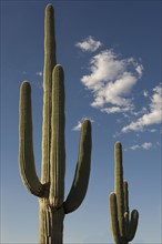 Saguaro Cactus plants against blue sky.