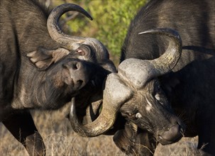 Water buffalo locking horns. Date: 2008