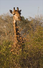Giraffe standing behind trees. Date : 2008