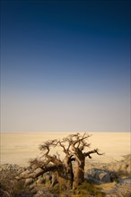 Barren trees in desert on Kubu Island, Botswana. Date: 2008