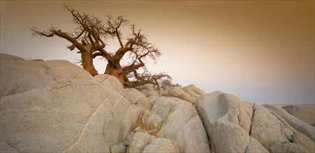 Barren tree among rocks on Kubu Island, Botswana. Date: 2008