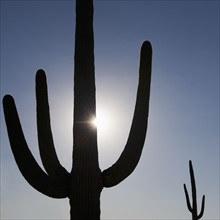 Sun shining behind cactus.